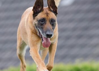 The Canine Conundrum: Understanding and Managing Dog Behavior