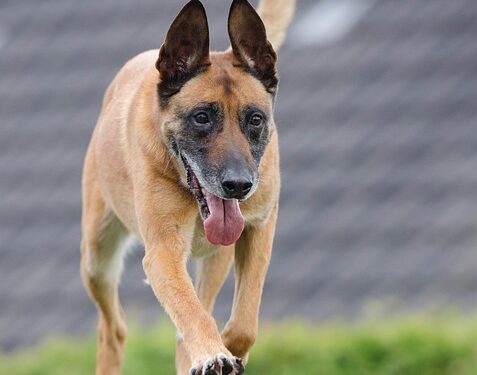 The Canine Conundrum: Understanding and Managing Dog Behavior