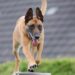 The Canine Conundrum: Understanding and Managing Dog Behavior