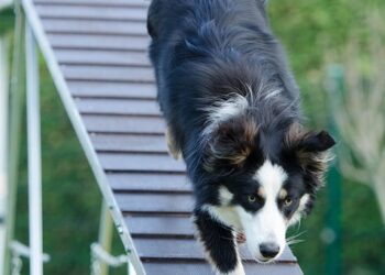 Unleashing the Best in Your Pup: Understanding and Overcoming Common Dog Behavior Challenges