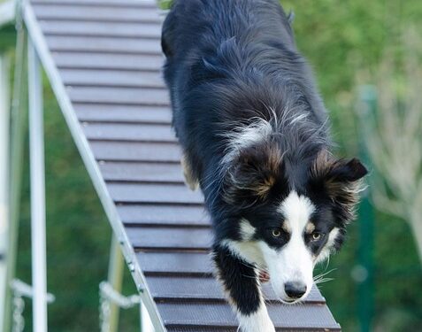 Unleashing the Best in Your Pup: Understanding and Overcoming Common Dog Behavior Challenges