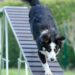 Unleashing the Best in Your Pup: Understanding and Overcoming Common Dog Behavior Challenges