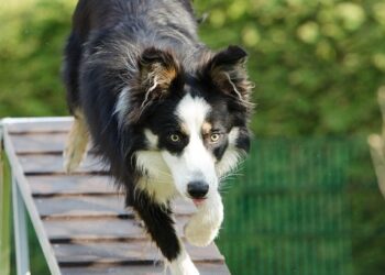 Unleash Your Dog’s Potential: Discover Free Training Near You