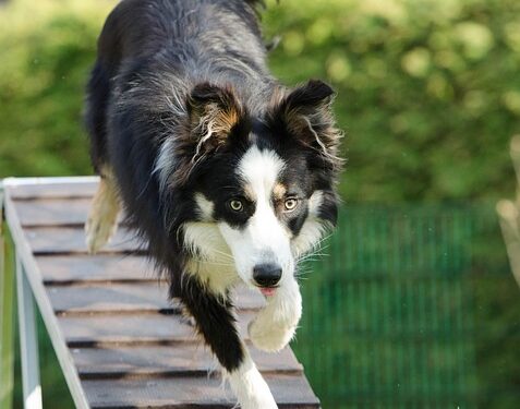 Unleash Your Dog’s Potential: Discover Free Training Near You