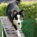 Unleash Your Dog’s Potential: Discover Free Training Near You