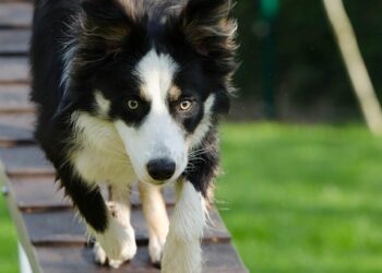 Unlocking the Transformation: How Vaccinations Impact Your Dog’s Behavior