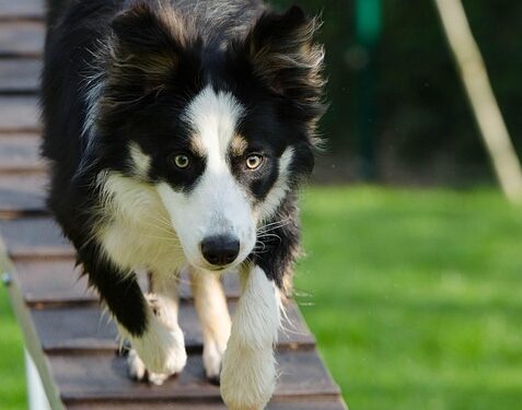 Unlocking the Transformation: How Vaccinations Impact Your Dog’s Behavior