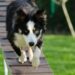 Unlocking the Transformation: How Vaccinations Impact Your Dog’s Behavior