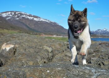 Unleash Your Dog’s Potential: Join Our Top-Rated Training Camp Today!