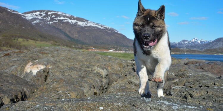 Unleash Your Dog’s Potential: Join Our Top-Rated Training Camp Today!