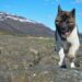 Unleash Your Dog’s Potential: Join Our Top-Rated Training Camp Today!