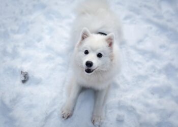 The Perfect Blend: 10 Medium-Sized Short-Haired Dog Breeds for Every Home
