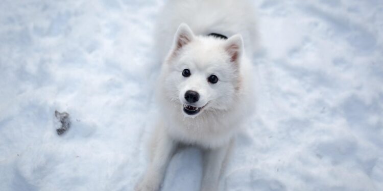The Perfect Blend: 10 Medium-Sized Short-Haired Dog Breeds for Every Home