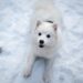 The Perfect Blend: 10 Medium-Sized Short-Haired Dog Breeds for Every Home
