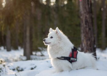 Perfectly Pint-Sized: The Top Medium-Sized Short-Haired Dog Breeds