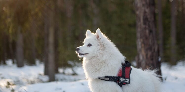 Perfectly Pint-Sized: The Top Medium-Sized Short-Haired Dog Breeds