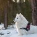 Perfectly Pint-Sized: The Top Medium-Sized Short-Haired Dog Breeds