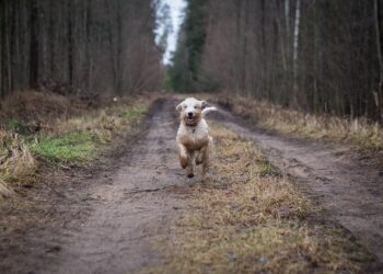 Free to Roam: The Benefits of a Hands-Free Dog Leash
