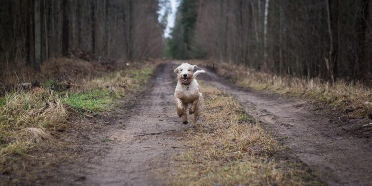 Free to Roam: The Benefits of a Hands-Free Dog Leash