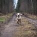 Free to Roam: The Benefits of a Hands-Free Dog Leash