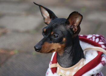 Paw-some Fashion: Stylish Attire for Small Pooches!