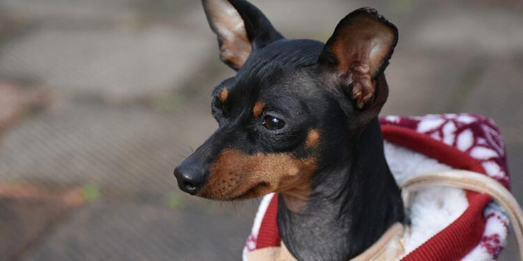 Paw-some Fashion: Stylish Attire for Small Pooches!