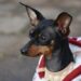 Paw-some Fashion: Stylish Attire for Small Pooches!
