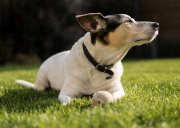 The Perfect Blend: Discovering the Best Medium-Sized Short-Haired Dog Breeds