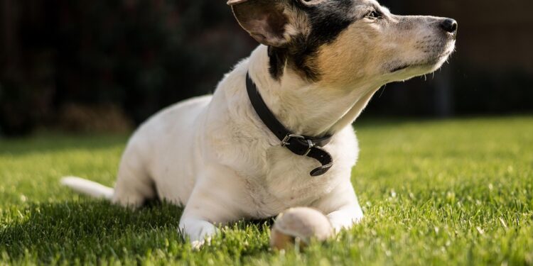 The Perfect Blend: Discovering the Best Medium-Sized Short-Haired Dog Breeds