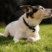 The Perfect Blend: Discovering the Best Medium-Sized Short-Haired Dog Breeds
