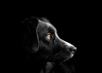 Top Apartment Dogs: Independent Breeds Perfect for Solo Living