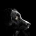 Top Apartment Dogs: Independent Breeds Perfect for Solo Living