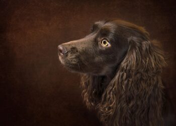 Kid-Friendly Canines: The Top Dog Breeds for Children