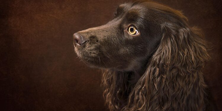 Kid-Friendly Canines: The Top Dog Breeds for Children