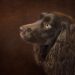 Kid-Friendly Canines: The Top Dog Breeds for Children