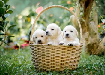 Top 10 Family-Friendly Dog Breeds: The Perfect Pups for Your Pack