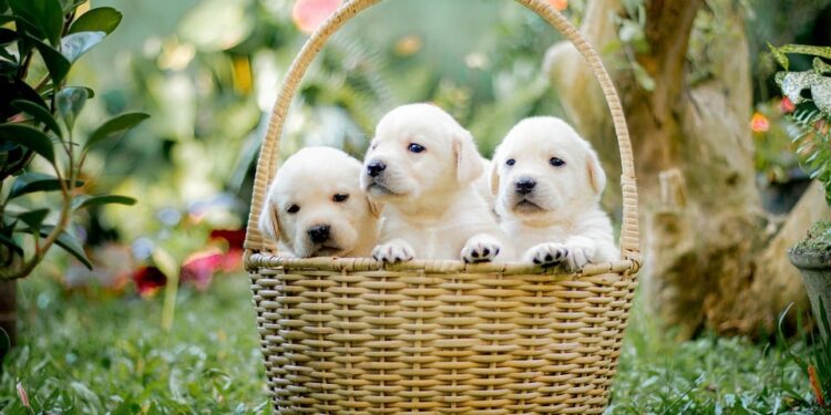 Top 10 Family-Friendly Dog Breeds: The Perfect Pups for Your Pack