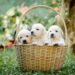 Top 10 Family-Friendly Dog Breeds: The Perfect Pups for Your Pack