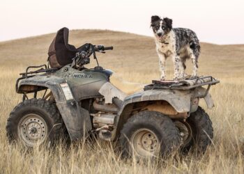 Barking Up the Wrong Tree: Understanding and Resolving Common Dog Behavior Issues