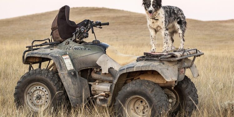 Barking Up the Wrong Tree: Understanding and Resolving Common Dog Behavior Issues