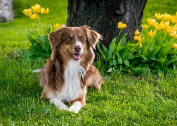 Guardians of the Home: The Top Dog Breeds for Family Protection