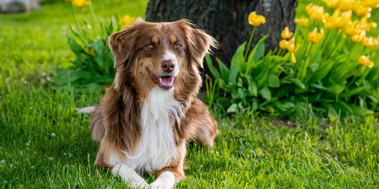 Guardians of the Home: The Top Dog Breeds for Family Protection