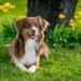 Guardians of the Home: The Top Dog Breeds for Family Protection