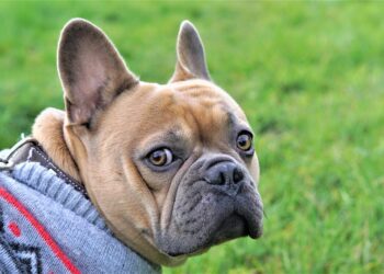Pampered Paws: The Ultimate Guide to Pet Fashion