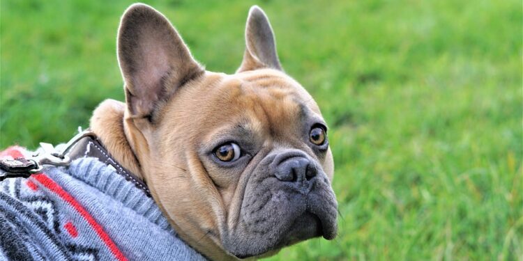 Pampered Paws: The Ultimate Guide to Pet Fashion