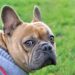 Pampered Paws: The Ultimate Guide to Pet Fashion