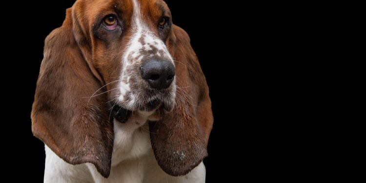 Pawsitively Healthy: A Guide to Canine Wellness