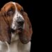 Pawsitively Healthy: A Guide to Canine Wellness