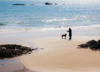 Pawsitive Progress: Unleashing the Potential of Therapy Dog Training Near You