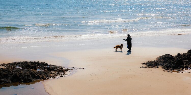Pawsitive Progress: Unleashing the Potential of Therapy Dog Training Near You